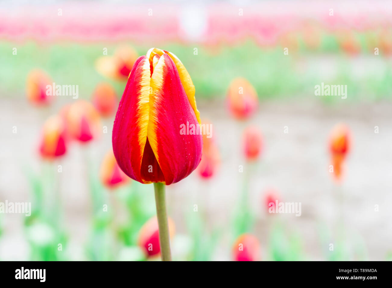 Rosso e giallo tulip foto macro con sfondo sfocato, in un campo su un allevamento di fiore. Messa a fuoco selettiva sul blooming tulip Foto Stock
