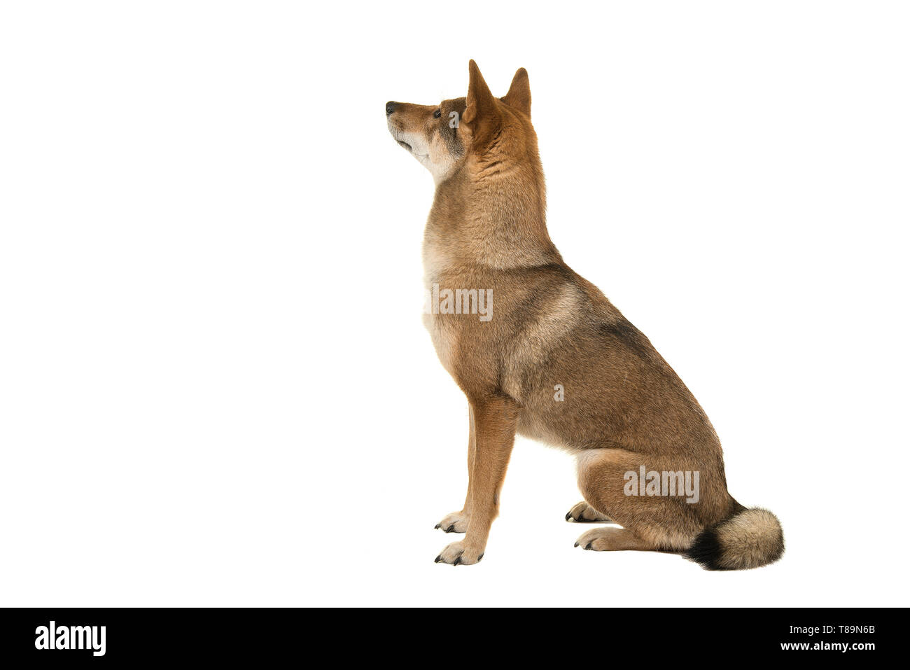 Shikoku dog sitter guardando in alto e lontano sullo sfondo isolato su uno sfondo bianco Foto Stock