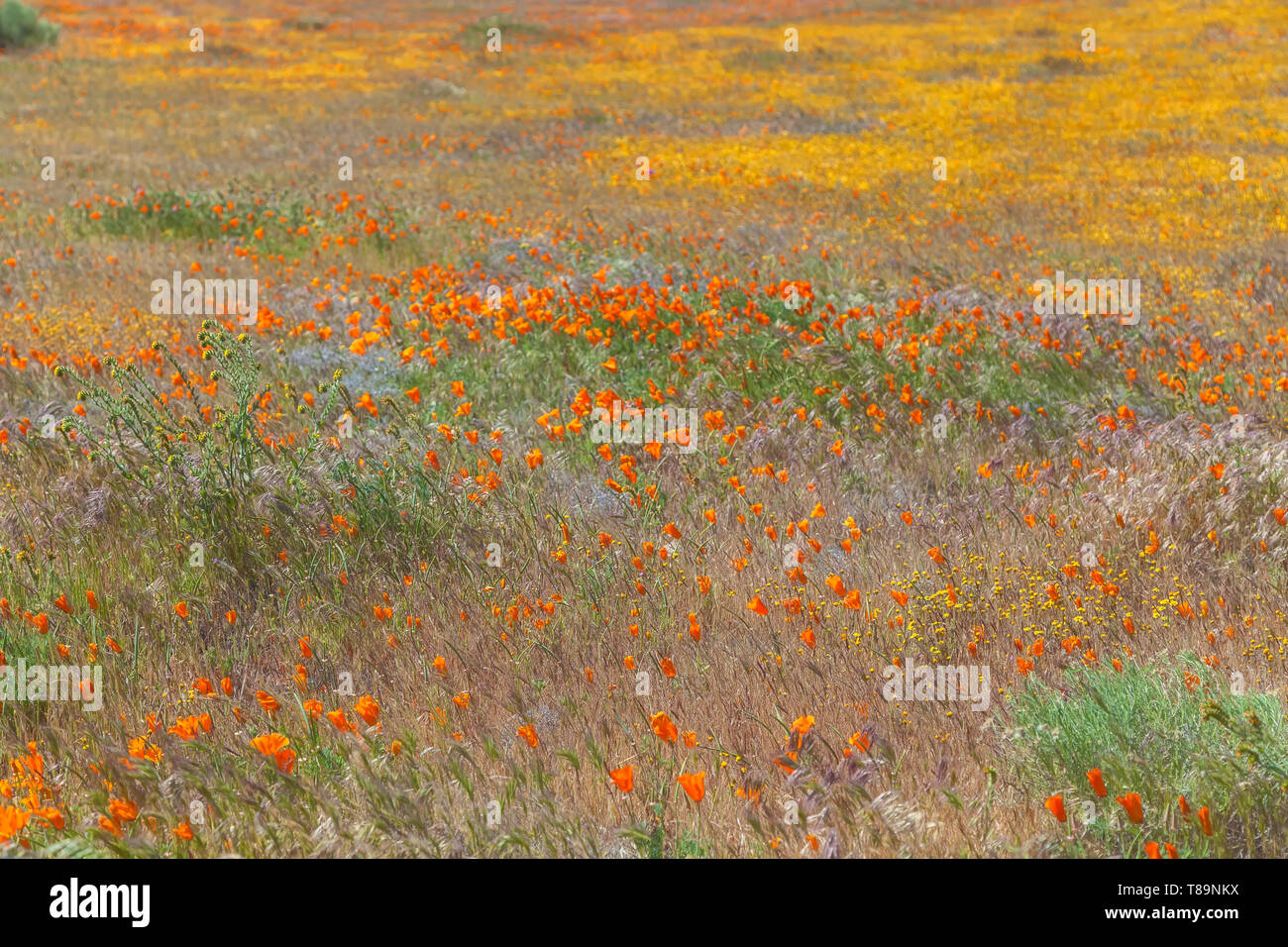 Campo di fioritura di papaveri della California e goldfields fiori selvatici a Antelope Valley Riserva di papavero, California, Stati Uniti, in primavera. Foto Stock