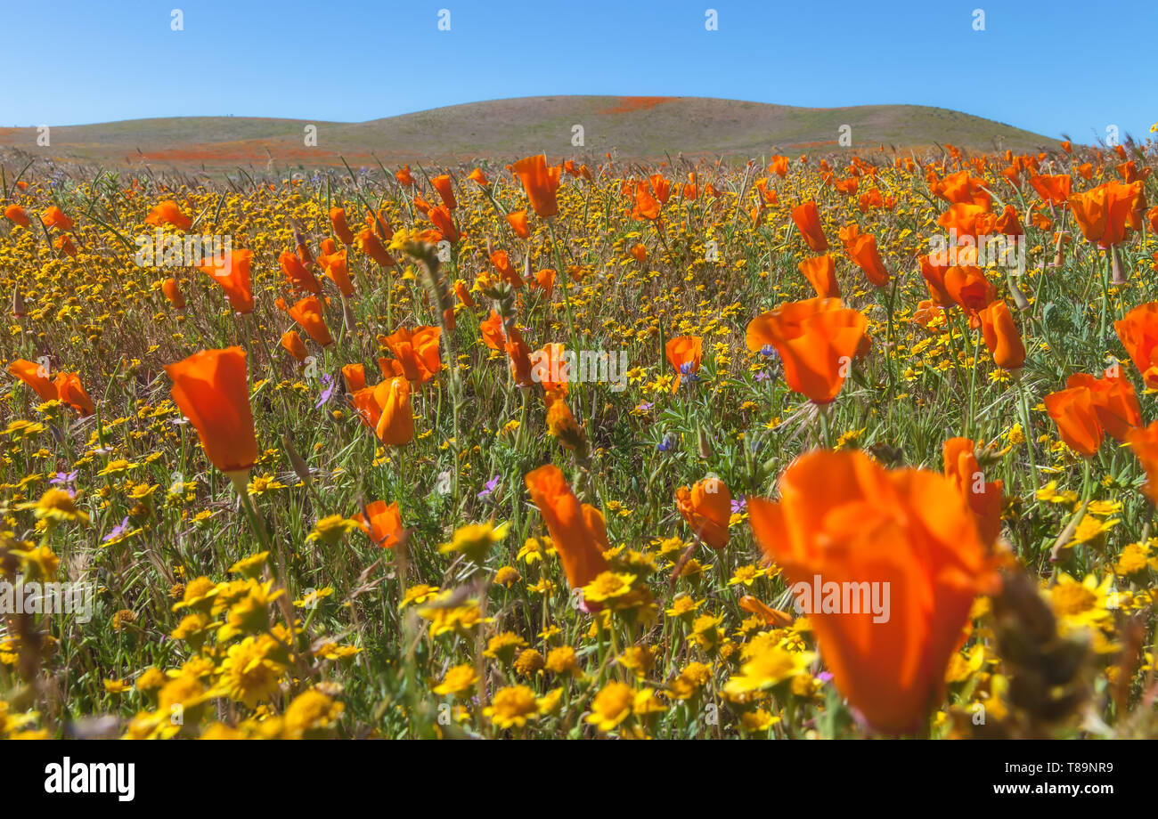 Campo di fioritura di papaveri della California e goldfields fiori selvatici a Antelope Valley Riserva di papavero, California, Stati Uniti, in primavera. Foto Stock