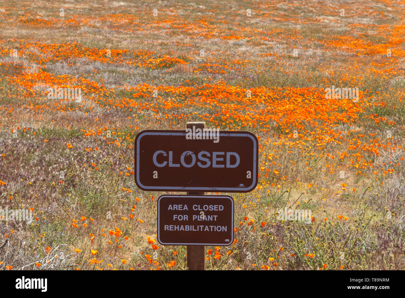 Area chiusa per pianta la riabilitazione nella Antelope Valley California Poppy Reserve, California, Stati Uniti. Foto Stock