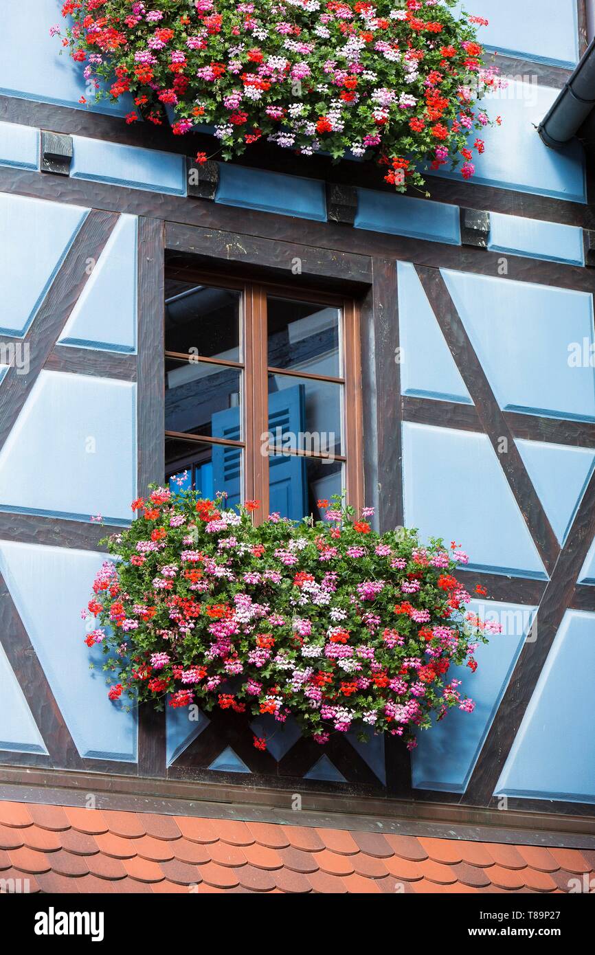 Francia, Haut Rhin, Route des Vins d'Alsace, Eguisheim etichettati Les Plus Beaux Villages de France (uno dei più bei villaggi di Francia), facciata di una casa tradizionale Foto Stock