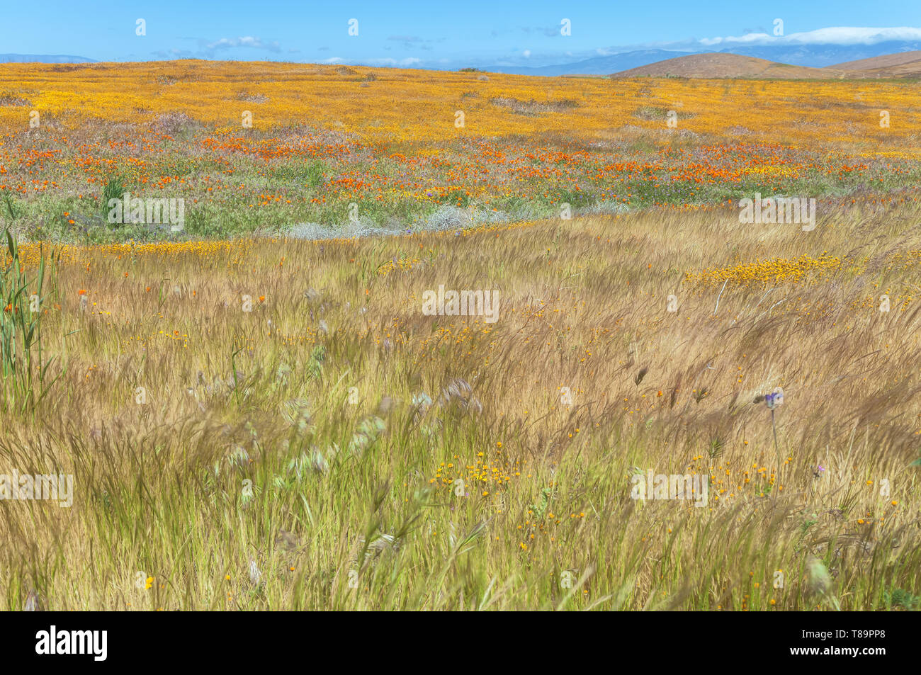 Campo della California goldfield fiori selvatici fioriscono in primavera a Antelope Valley California Poppy Reserve, California, Stati Uniti Foto Stock