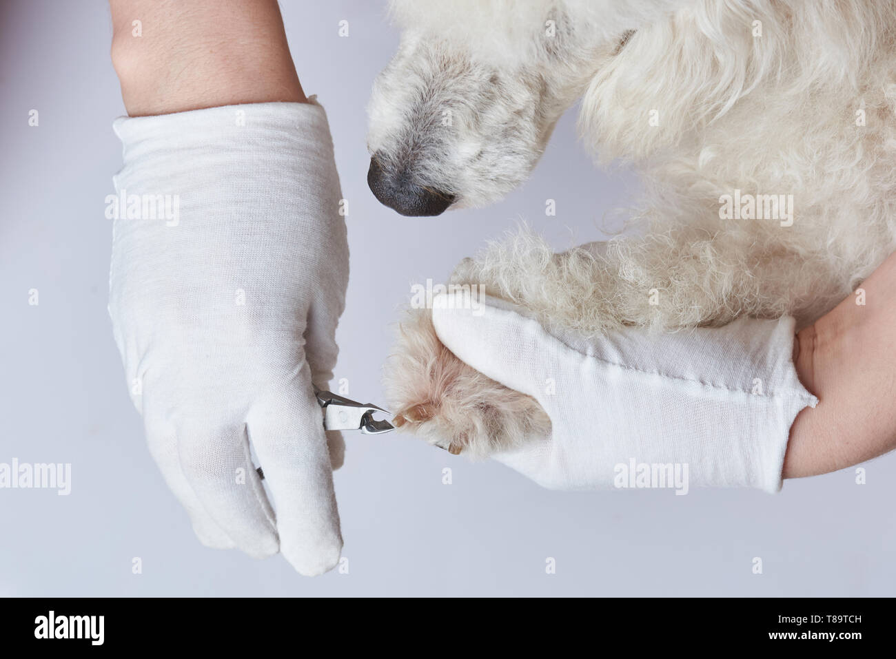 Cani sono manicure in salone. Il taglio di cane artigli Foto Stock