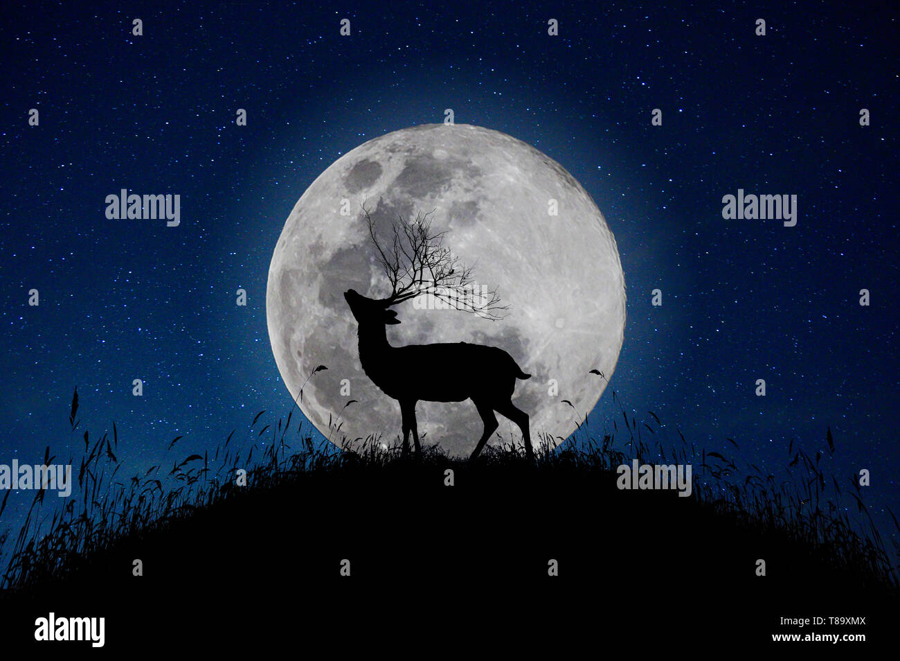 Il Cervo sorge sul monte un grande sfondo luna nella notte che le stelle sono pieni di sky Foto Stock