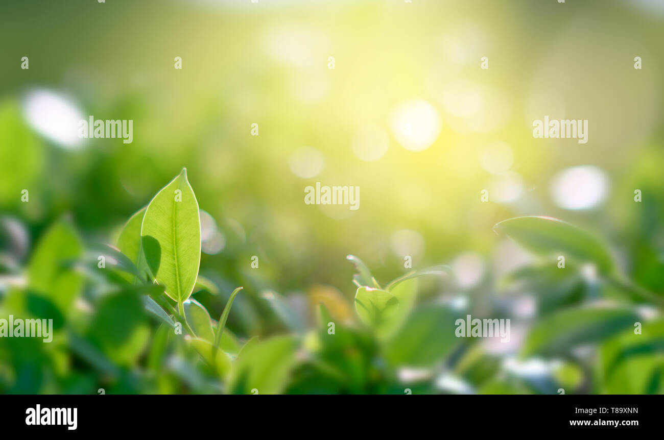 Verde Naturale sfondo con luce dorata giardino con spazio copia utilizzando come sfondo Foto Stock