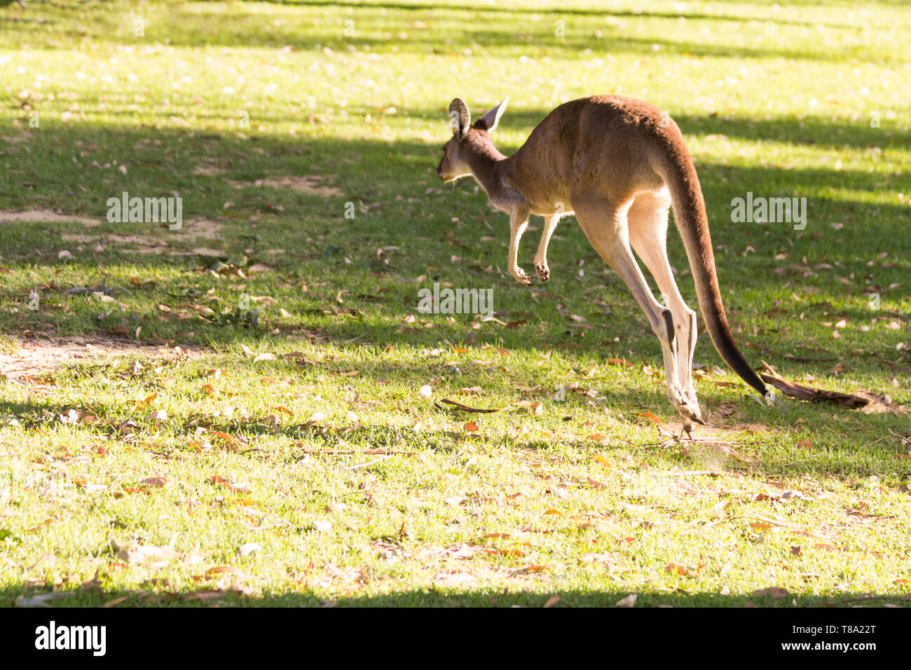 Piccolo canguro sull'erba. Perth, Western Australia, Australia. Foto Stock