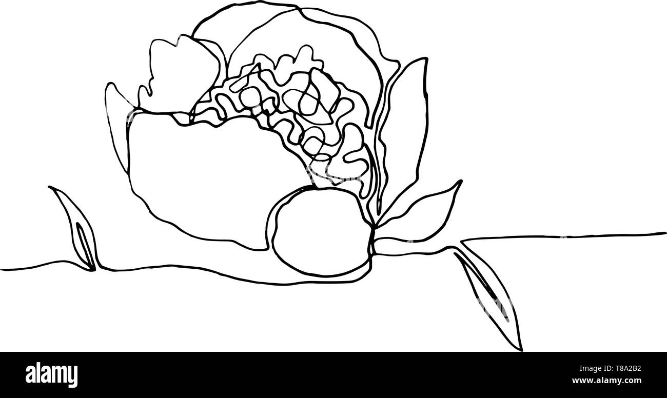 Disegnata in stile minimalista peonia fiore, una singola linea nera continua semplice disegno. Illustrazione Vettoriale
