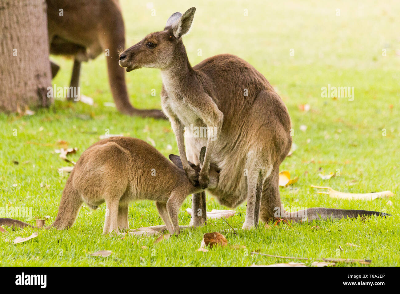 Dar da mangiare ai canguri allevamento. Perth, Western Australia, Australia. Foto Stock