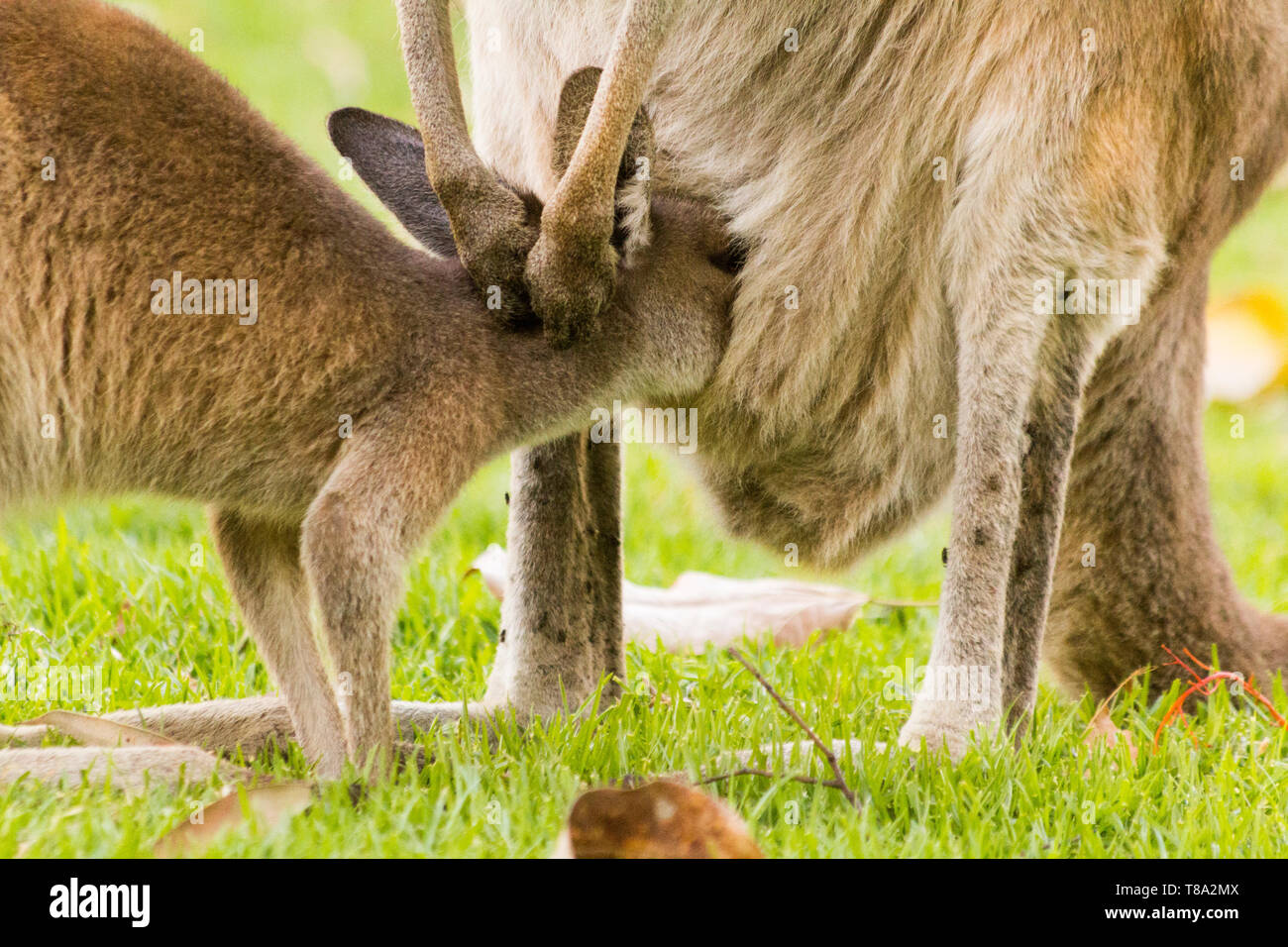 Dar da mangiare ai canguri allevamento. Perth, Western Australia, Australia. Foto Stock
