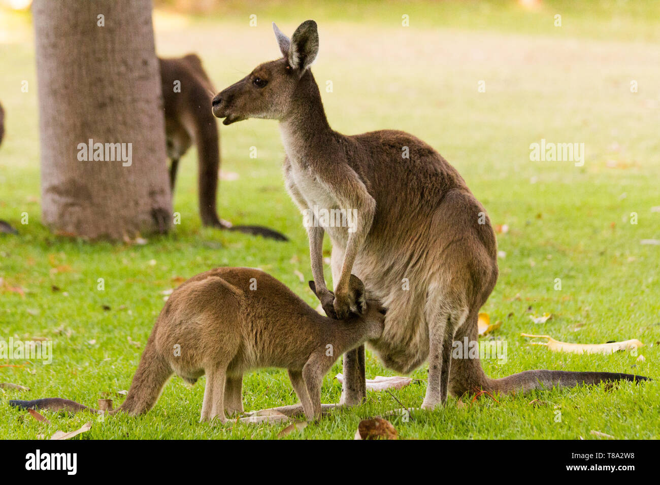 Dar da mangiare ai canguri allevamento. Perth, Western Australia, Australia. Foto Stock