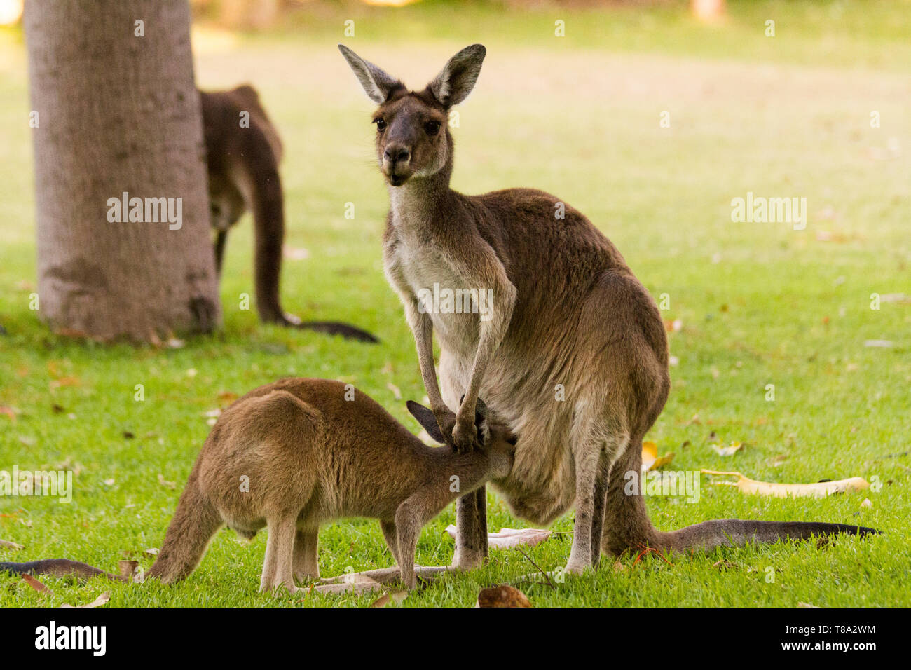 Dar da mangiare ai canguri allevamento. Perth, Western Australia, Australia. Foto Stock