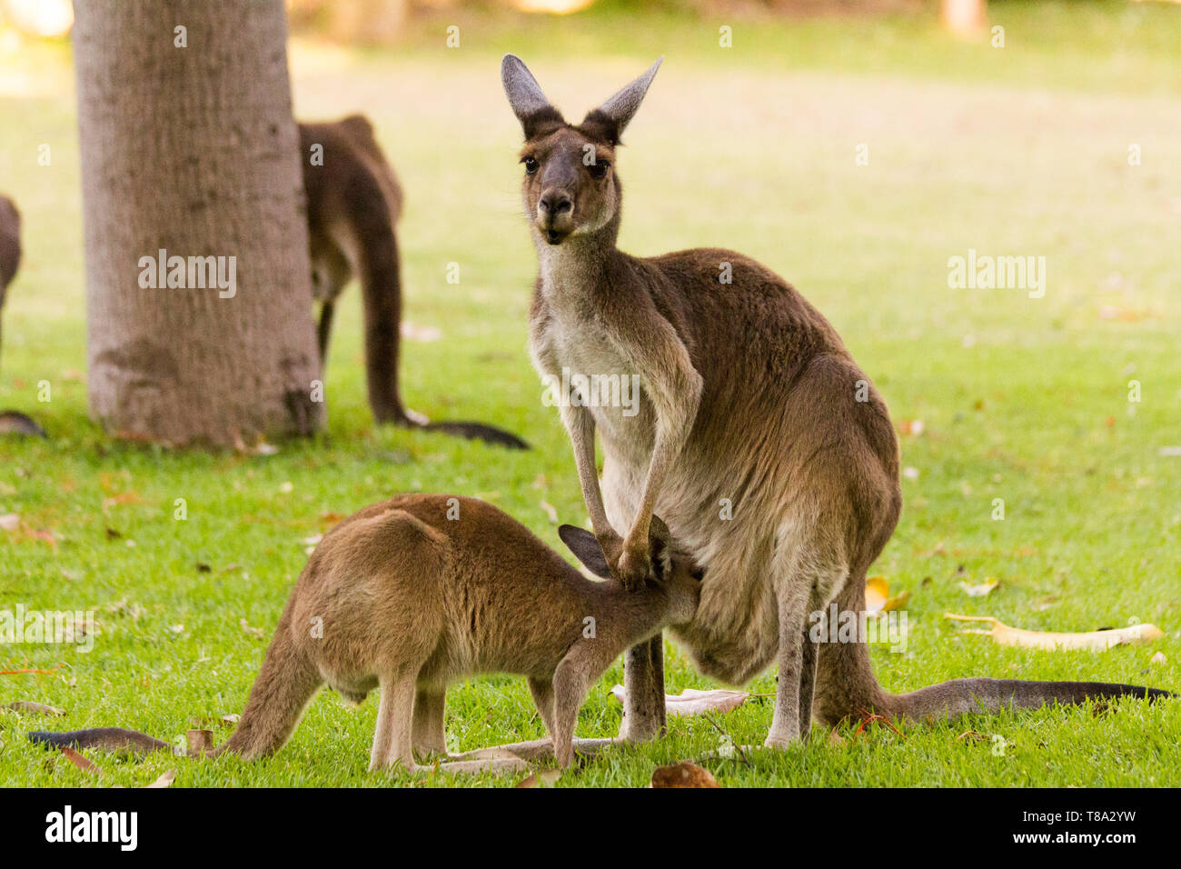 Dar da mangiare ai canguri allevamento. Perth, Western Australia, Australia. Foto Stock