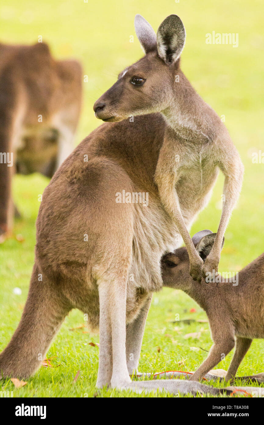 Dar da mangiare ai canguri allevamento. Perth, Western Australia, Australia. Foto Stock