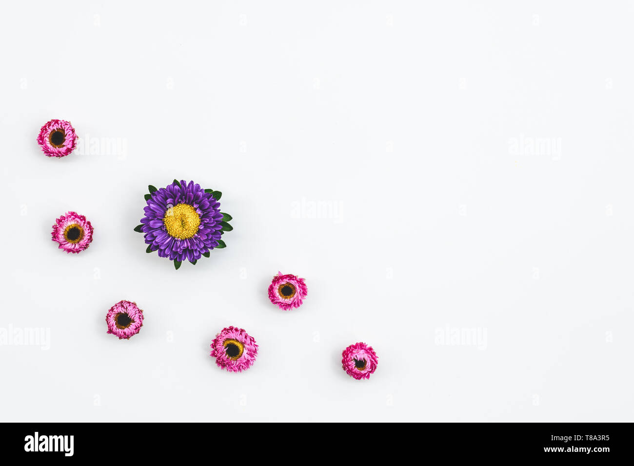 Strawflowers rosa e viola aster, su sfondo bianco con copia spazio. Foto Stock