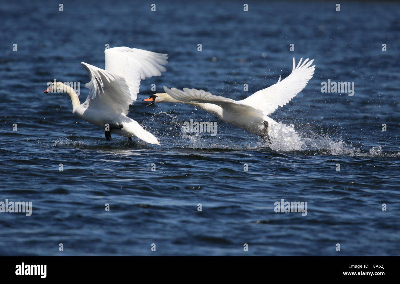 Un arrabbiato Swan insegue un altro Swan off è il territorio in primavera Foto Stock