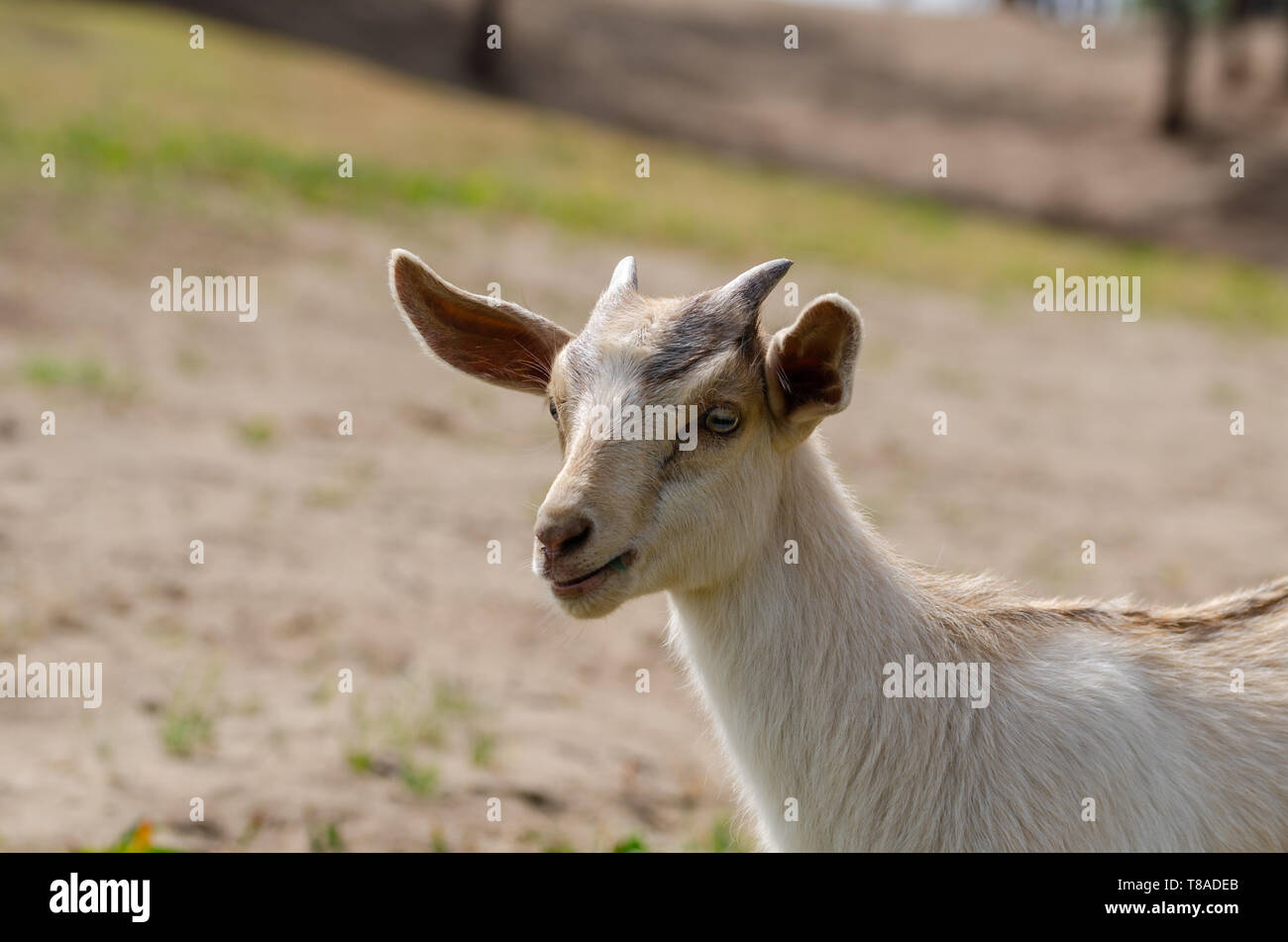 Il ritratto di capra su la prateria. Foto Stock