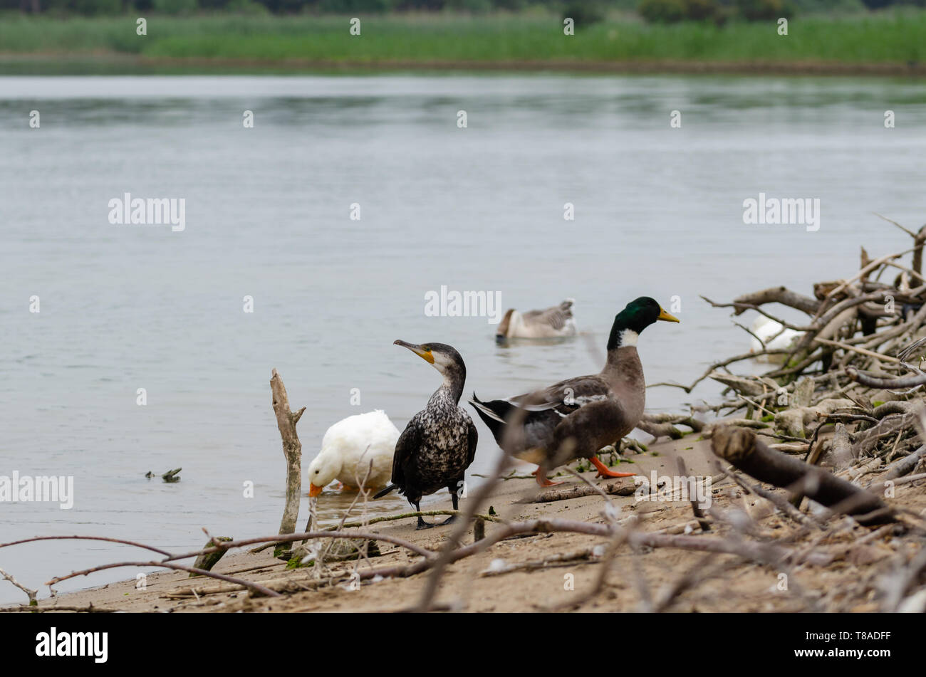 Deep cormorano nero con piume nere, Occhi verde e giallo, bianco e grigio becco.It è vivere in armonia con oche e anatre in una naturale envi Foto Stock