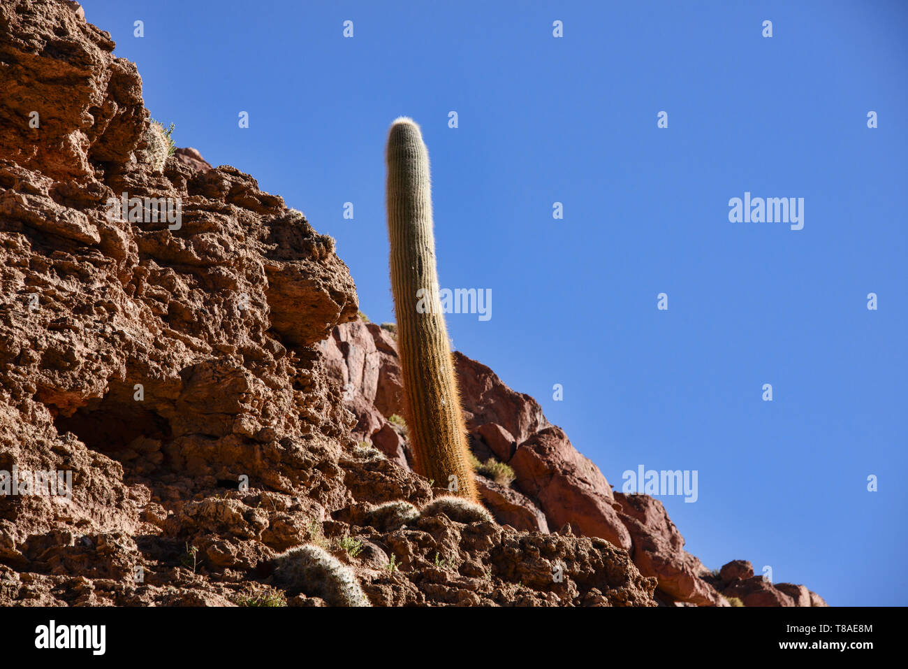 Cardon cactus, il Deserto di Atacama, Cile Foto Stock