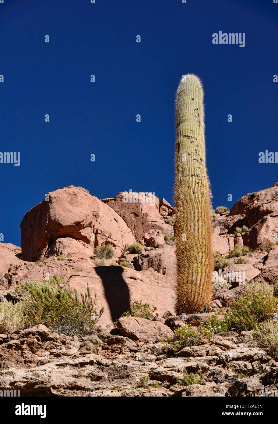 Cardon cactus, il Deserto di Atacama, Cile Foto Stock