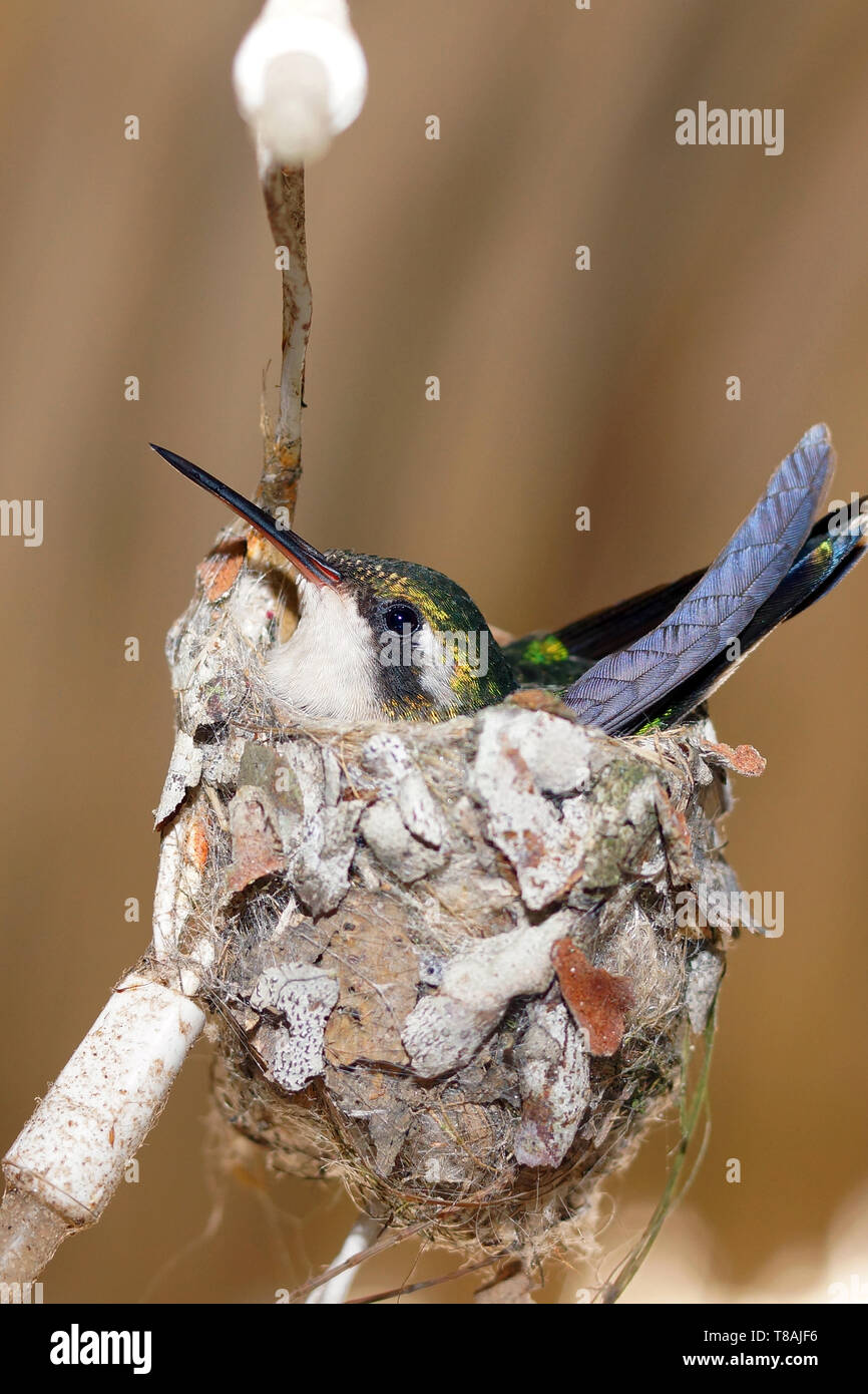 Hummingbird visto in un giardino su Roatan, Honduras. Foto Stock
