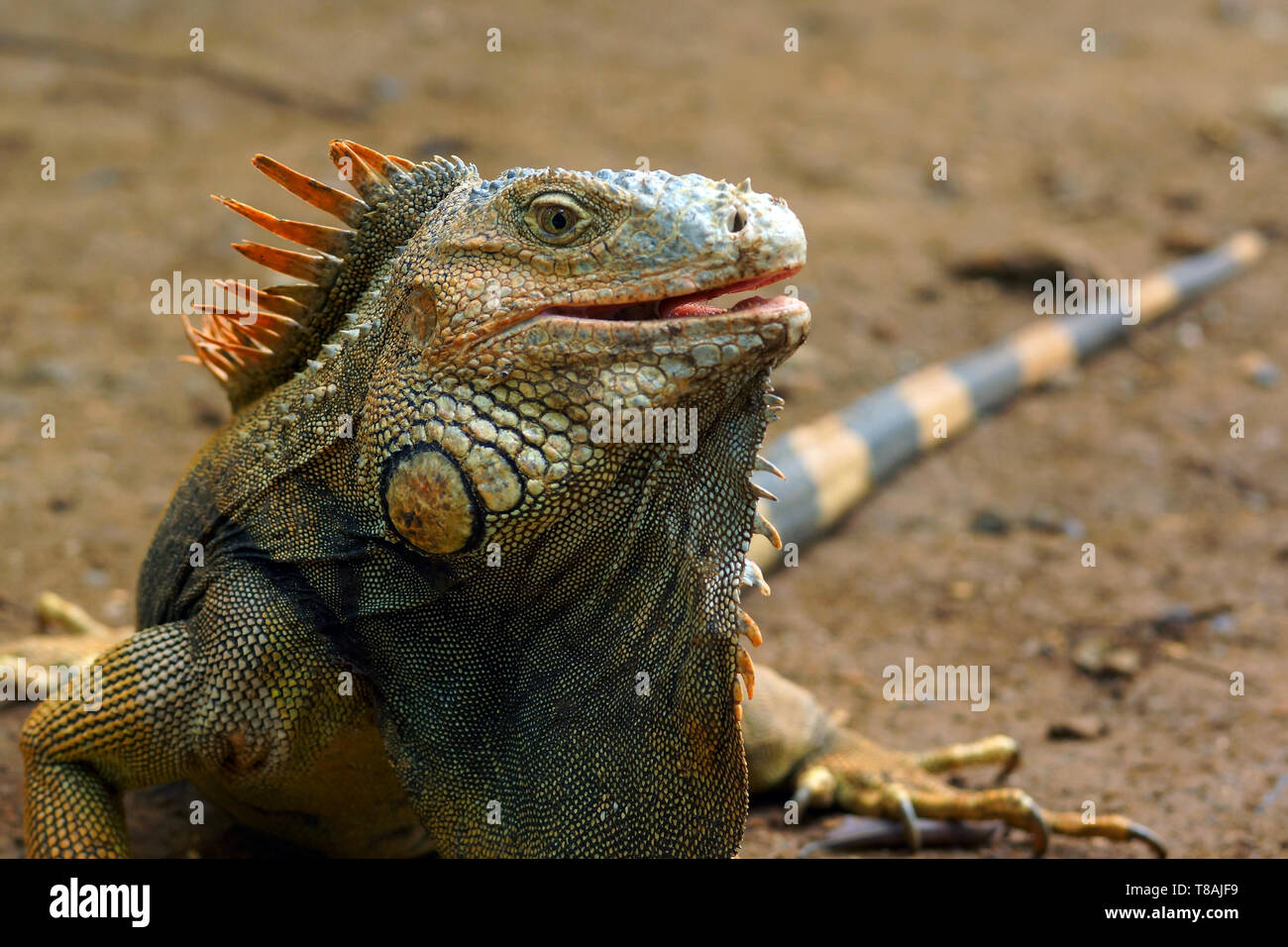 Una piccola iguana vista in un giardino su Roatan, Honduras. Foto Stock