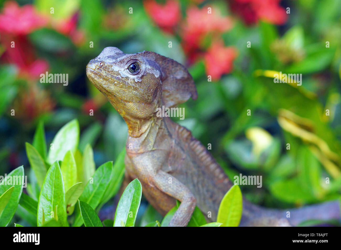 Una piccola iguana vista in un giardino su Roatan, Honduras. Foto Stock