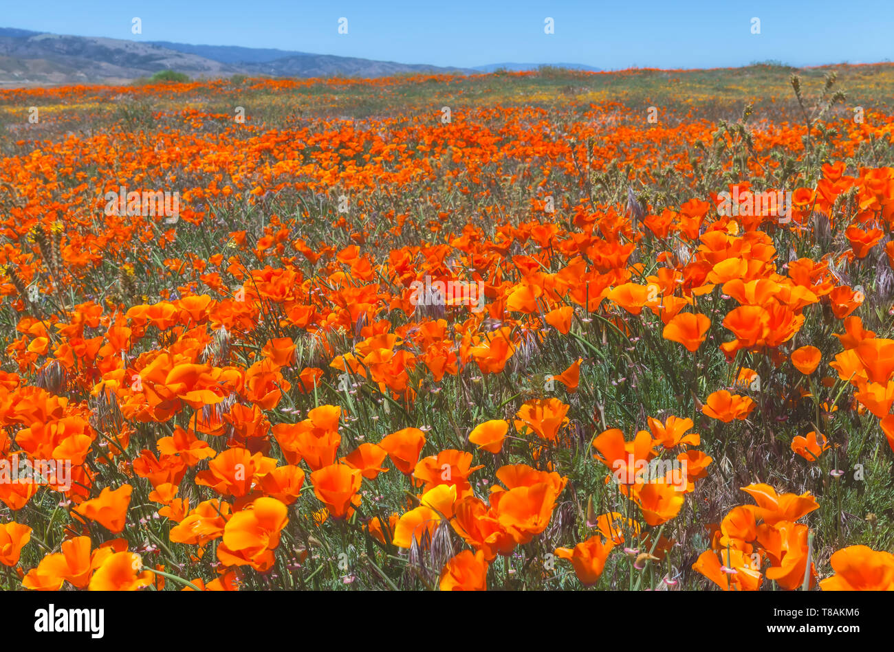 Campo di fioritura California poppies a Antelope Valley California Poppy Reserve, California, Stati Uniti, in un ventoso mattina di primavera. Foto Stock