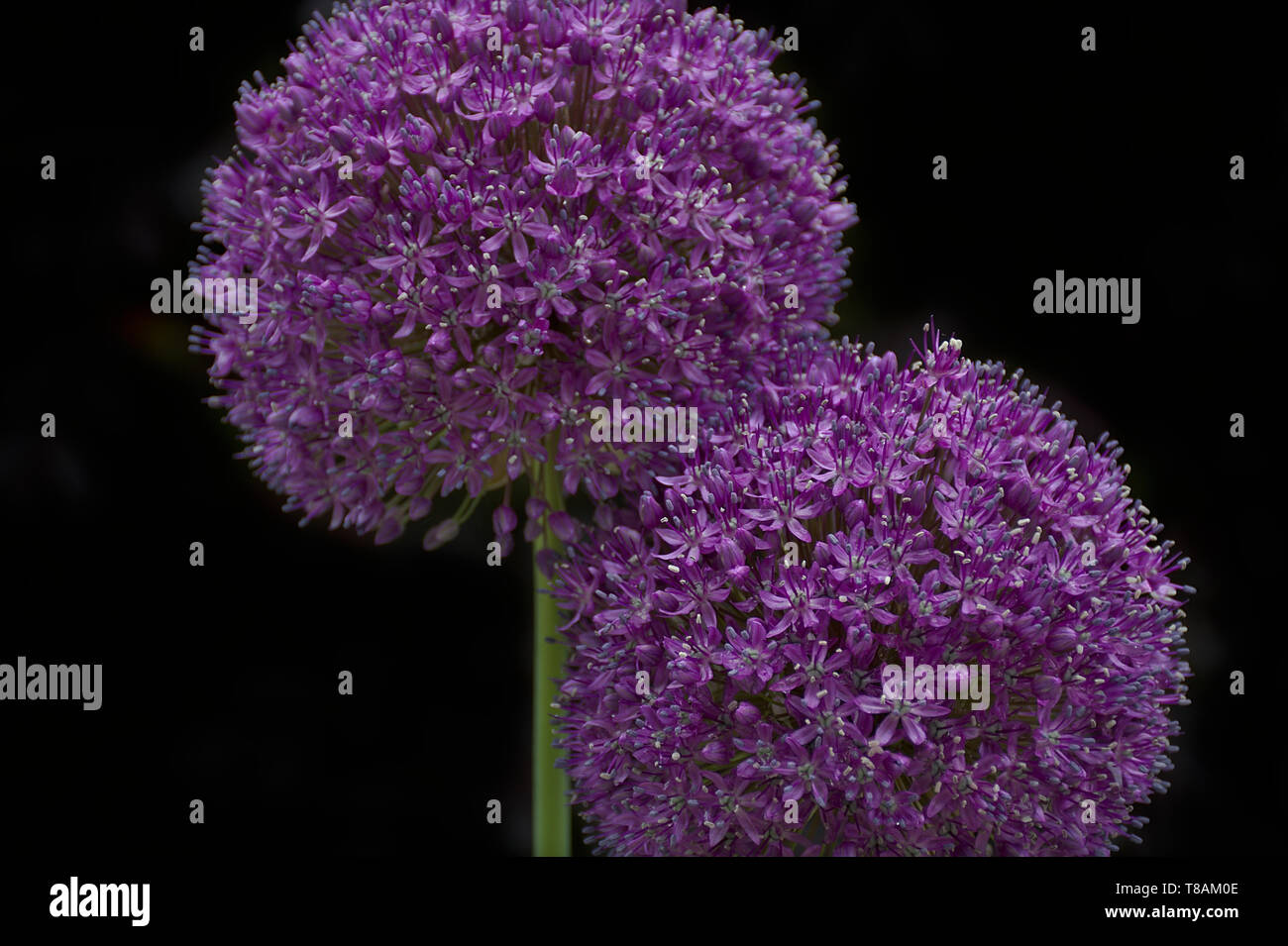 Closeup Allium Giganteum con sfondo nero Foto Stock