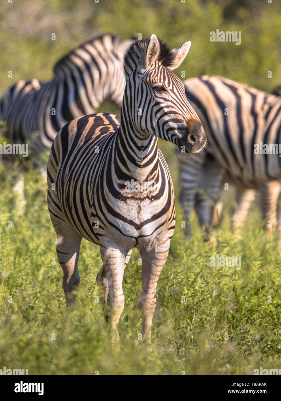 Zebra comune (Equus quagga) nel parco nazionale Kruger Sud Africa Foto Stock