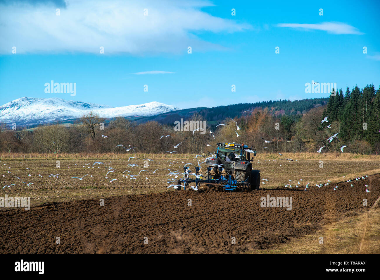 L'agricoltore nel trattore, lavorando a seminativi, Perthshire, Scotland, Regno Unito Foto Stock