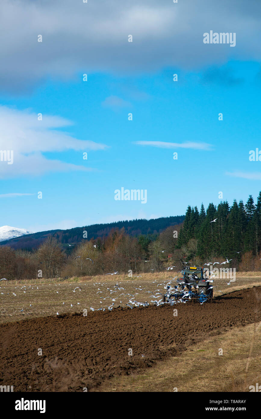 L'agricoltore nel trattore, lavorando a seminativi, Perthshire, Scotland, Regno Unito Foto Stock