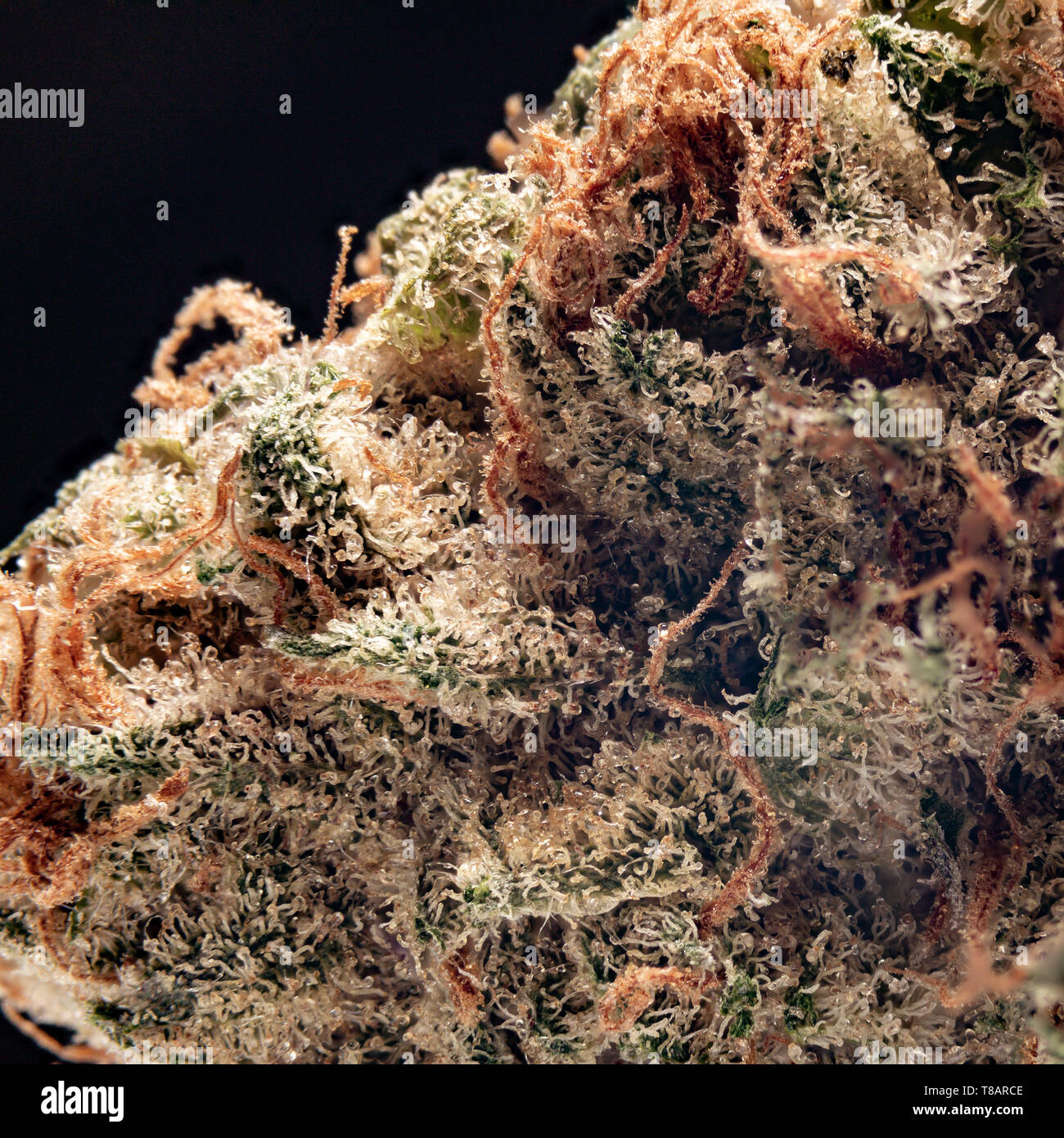 1:1 di ingrandimento immagine macro. Cannabis indica fiore, perfetto per la cannabis legale dispensari, MMJ, ricreativo della cannabis e più Foto Stock