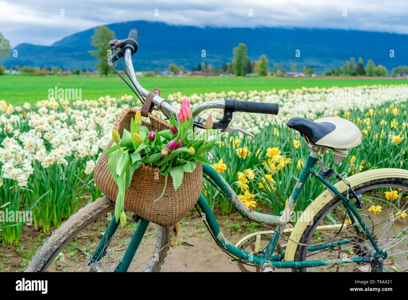 Tipica bicicletta olandese con un cesto di tulipani in un cestino bici  nella parte anteriore, su un allevamento di fiore, con narcisi in  background Foto stock - Alamy