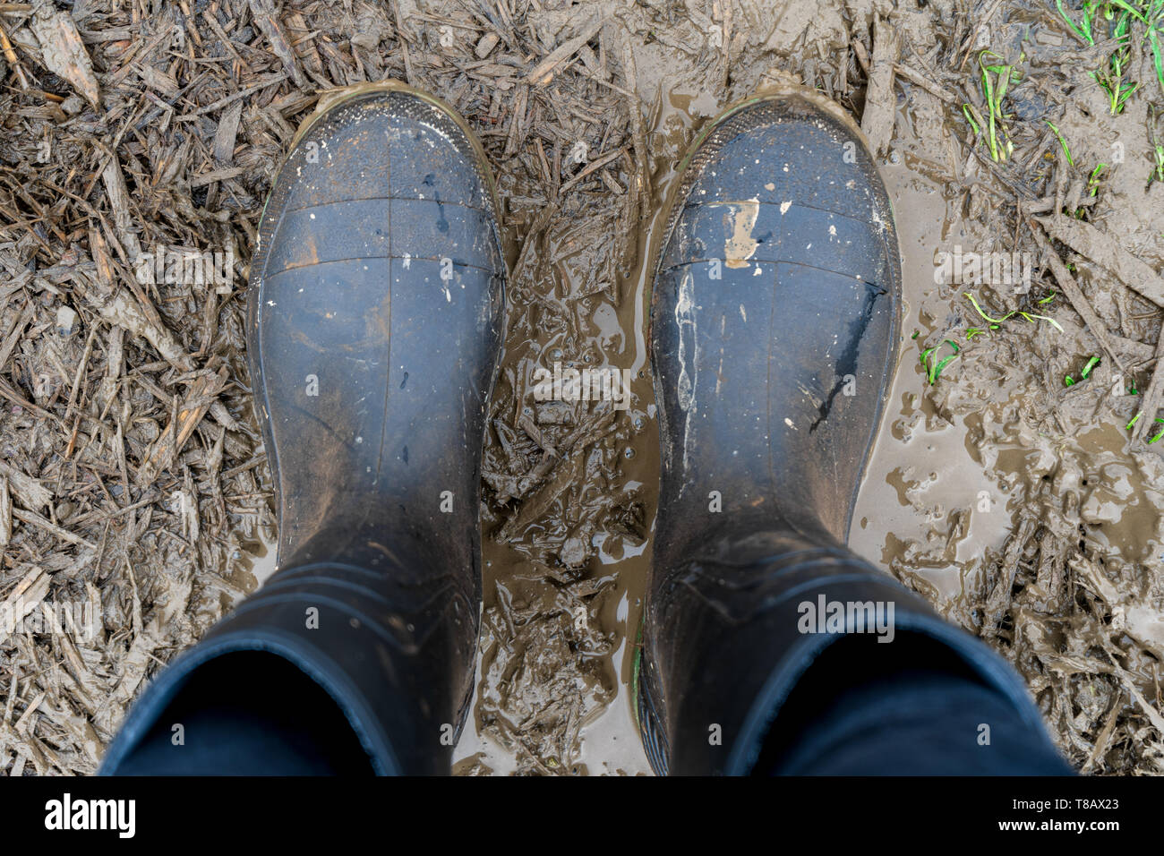 Guardando verso il basso al black stivali di gomma su una fattoria fangoso percorso, con telone e di erba e pozza marrone acque. Stivali di allevamento sono sporchi e mucky. Foto Stock