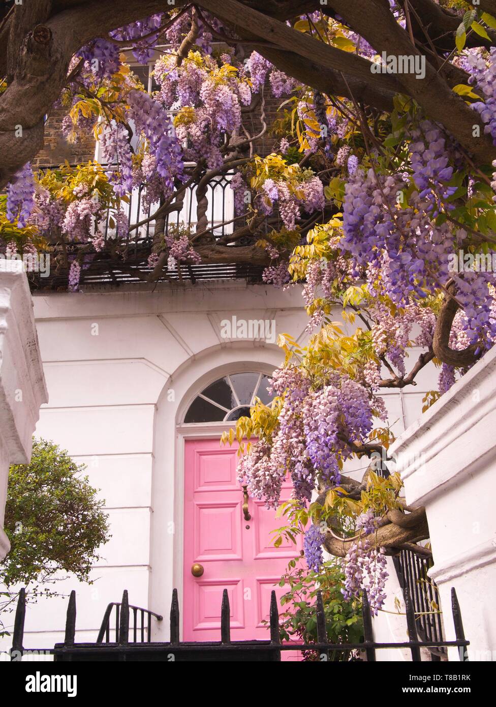 Fioritura wisteria tree climbing su una casa con porta rosa a Notting Hill, Londra, Regno Unito. Foto Stock