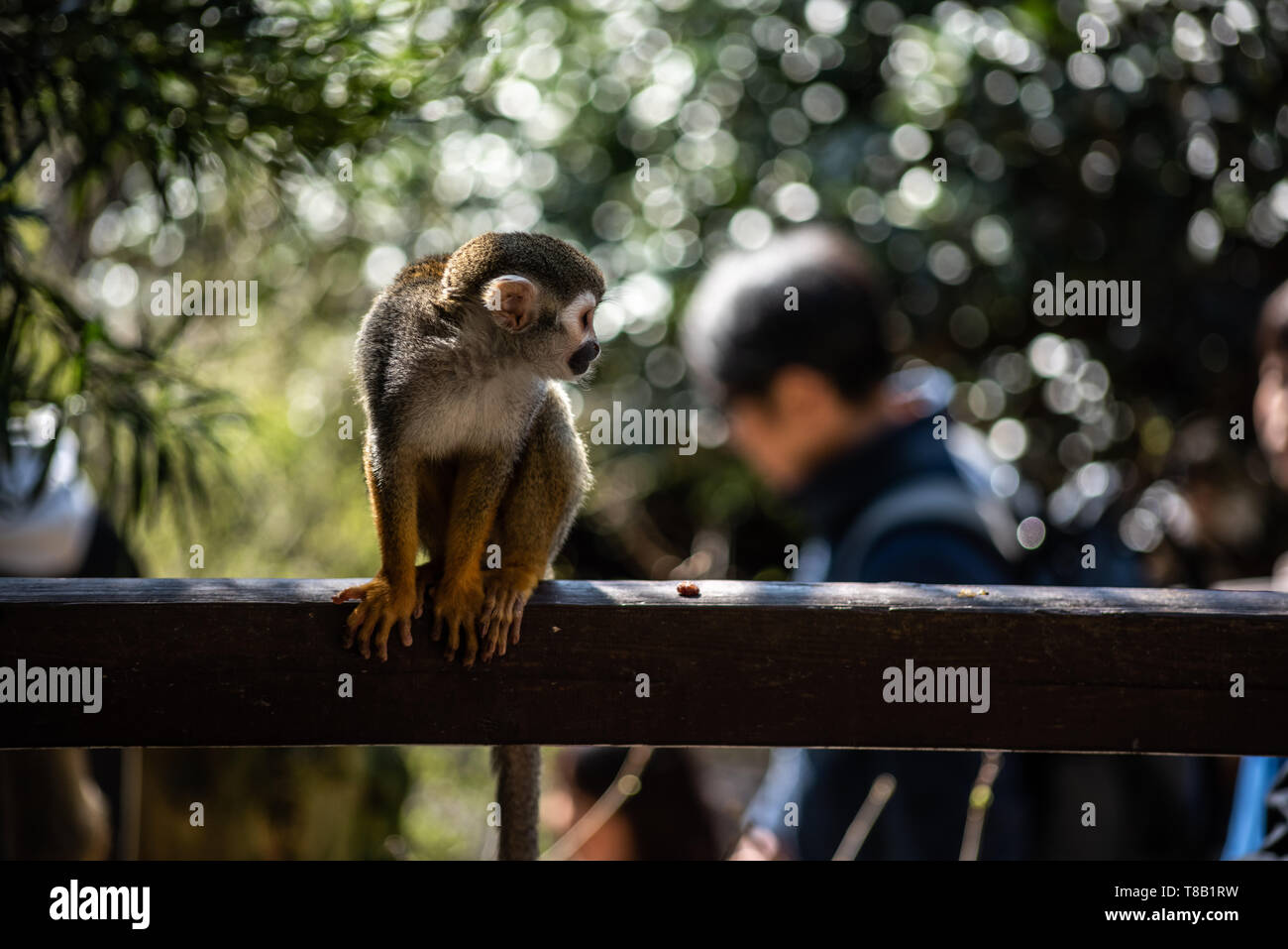 Comune di Scimmia di scoiattolo con fogliame e umano in un sfondo bokeh di fondo Foto Stock