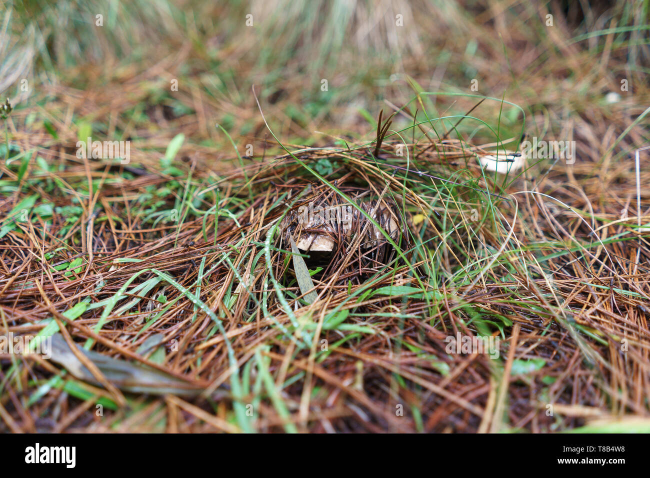Jack scivolose funghi commestibili che si nasconde sotto lo strato di aghi di pino Foto Stock