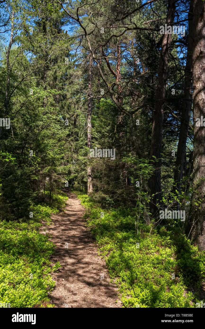Bellissimo percorso attraverso la foresta di pino Foto Stock