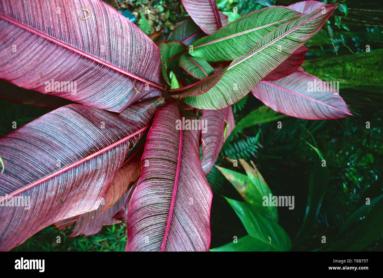 Heliconia indica o foglia rossa da Ecuador Foto Stock