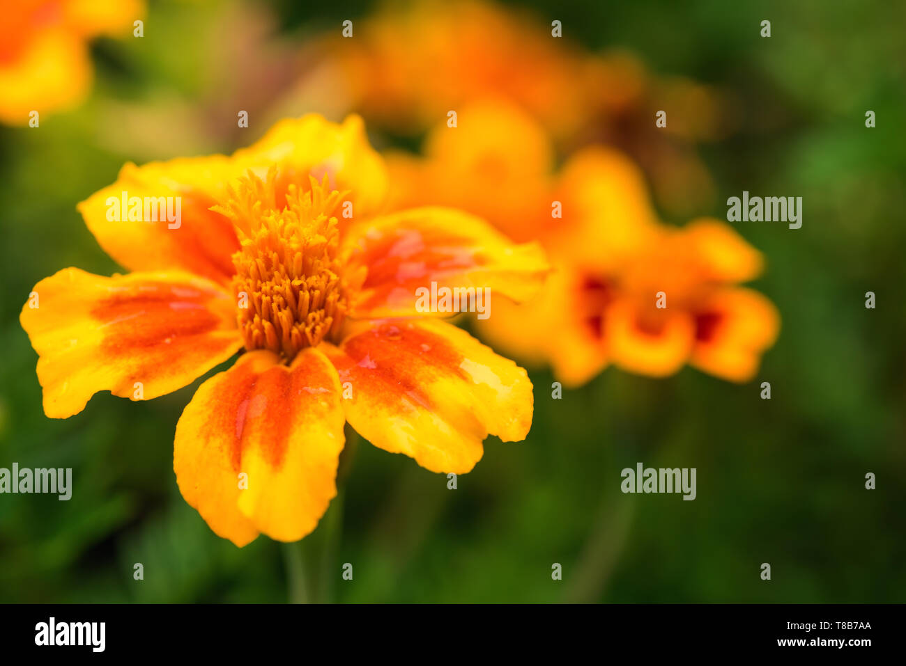 Close-up di luminoso e caldo giallo e rosso arancione tagetes fiore non focalizzato con il verde delle foglie e pochi fiori in background. Messa a fuoco selettiva. Saluto auto Foto Stock