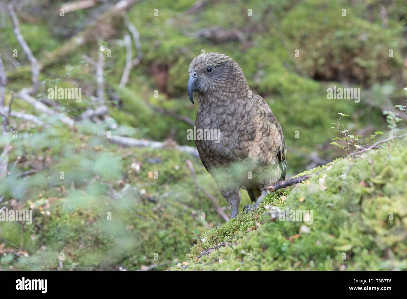 Nuova Zelanda, Isola del Sud, regione del Southland, Parco Nazionale di Fiordland, etichettato Unesco World Heritage Site, KEA, Nuova Zelanda endemica pappagallo di montagna Foto Stock