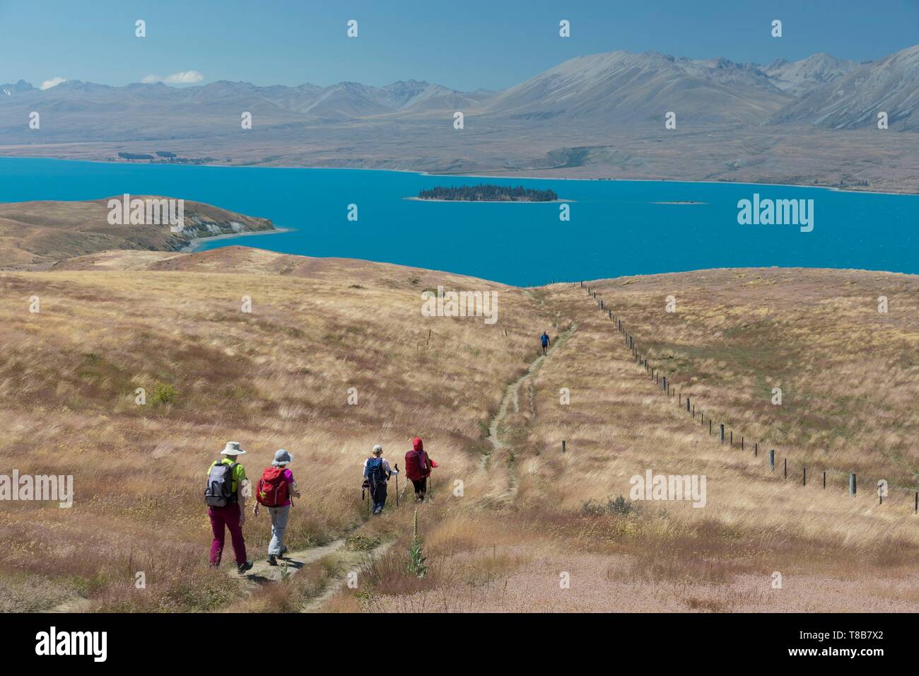 Nuova Zelanda, Isola del Sud, regione di Canterbury, gli escursionisti a Lago Tekapo Foto Stock