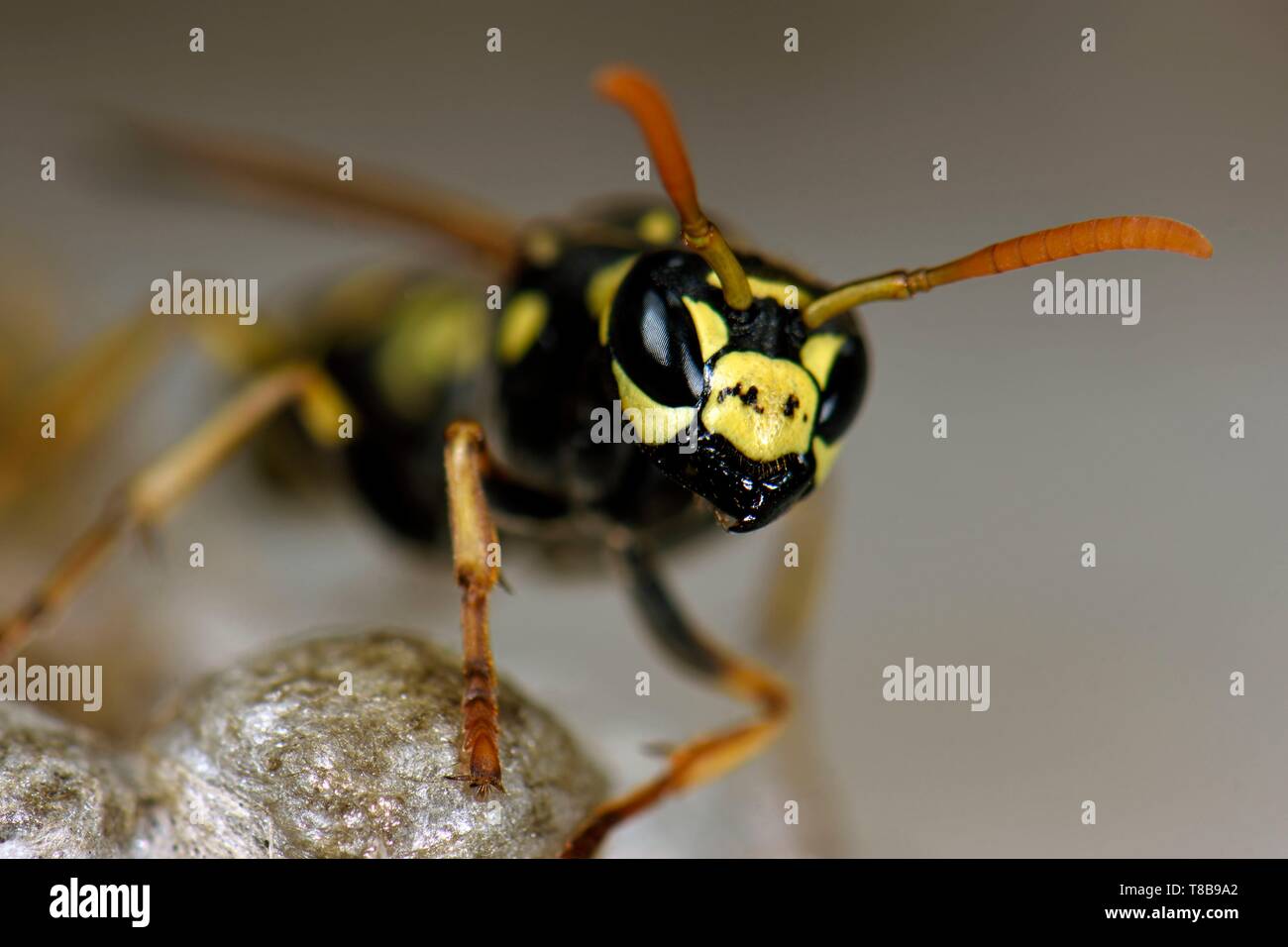Francia, Territoire de Belfort, Belfort, finestra finestra piantatrice, il nido di vespe Polistes gallicus o doninulus Polistes Foto Stock
