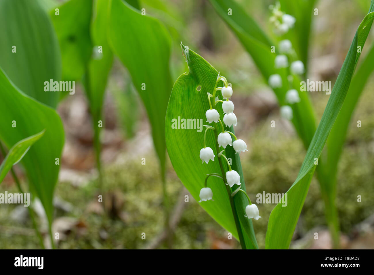 Il giglio della valle, convallaria majalis fiori bianchi imacro nella foresta Foto Stock