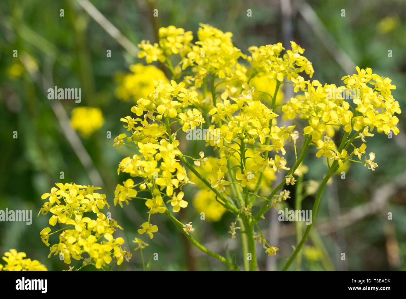 Bunias orientalis, turco wartycabbage,[presenta verrucosa-cavolo,hill mostarda o razzo turco fiori gialli sulla giornata di sole Foto Stock