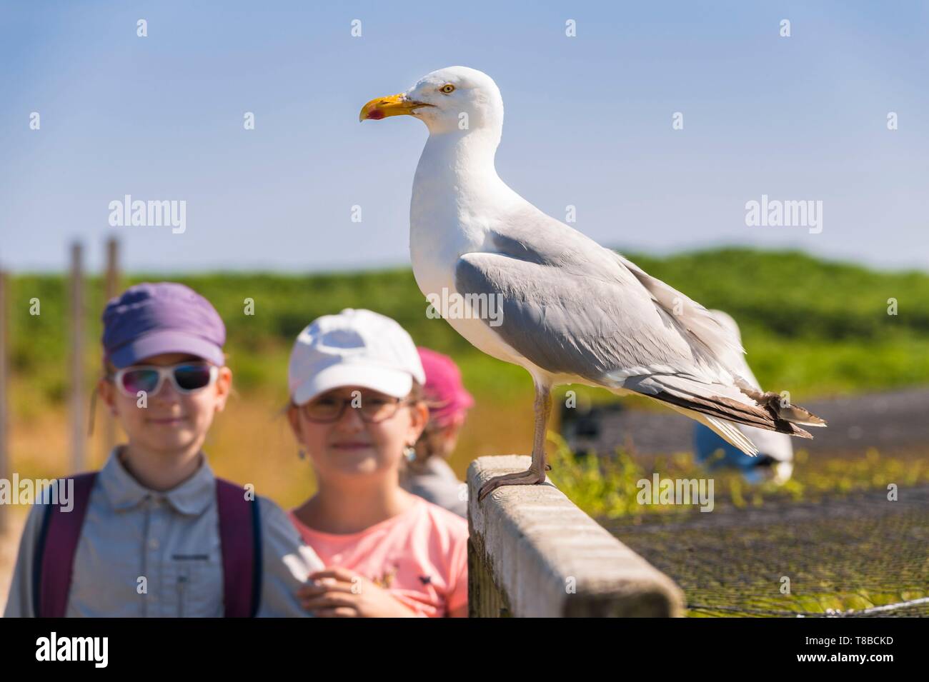 Francia, Cotes d'Armor, Costa di Granito Rosa, Pleumeur Bodou, Isola Grande, bambini osservando un gabbiano marrone (Larus fuscus) presso la stazione ornitologica della lega di protezione degli uccelli (LPO) Foto Stock