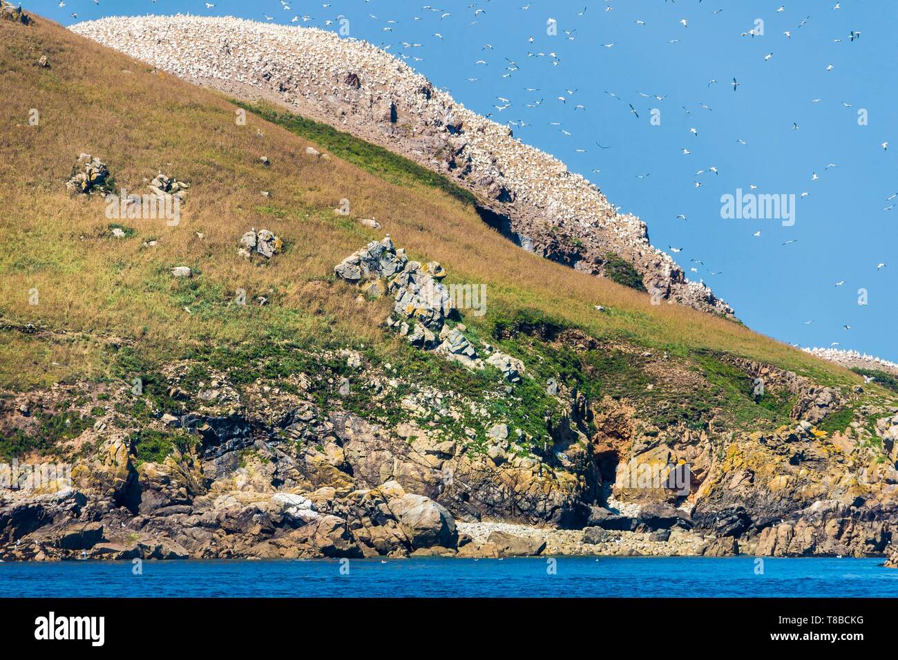 Francia, Cotes d'Armor, Perros Guirec, colonia di sule (Morus bassanus) su Rouzic isola in Sept Îles riserva naturale Foto Stock