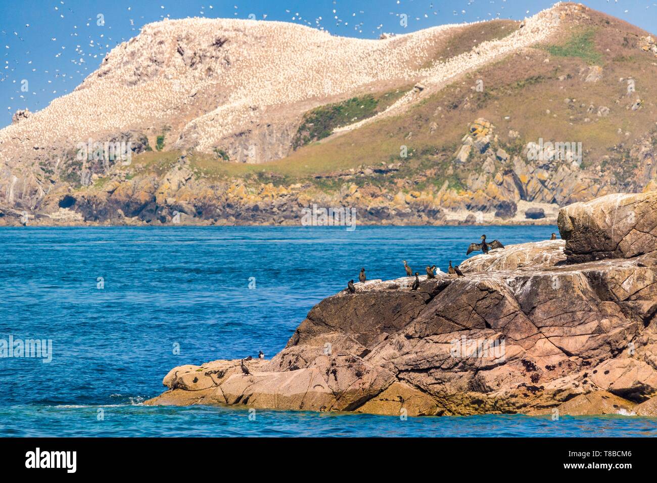 Francia, Cotes d'Armor, Perros Guirec, colonia di sule (Morus bassanus) su Rouzic isola in Sept Îles riserva naturale Foto Stock