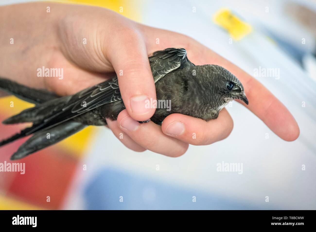 Francia, Cotes d'Armor, Costa di Granito Rosa, Pleumeur Bodou, Grande Isola, stazione ornitologica della lega di protezione degli uccelli (LPO), Wildlife Care Center, alimentando un nero Swift (Apus apus) Foto Stock